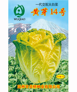 【吴桥】黄芽14号-大白菜种子