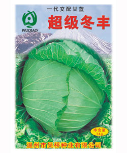 【吴桥】超级冬丰 -甘蓝种子 包菜种子