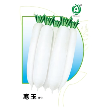 寒玉萝卜