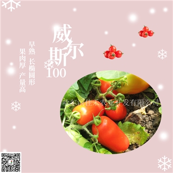 【佳禾农业】威尔斯100-番茄种子-地爬柿子