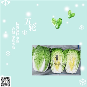【佳禾农业】五轮-白菜种子-秋白菜