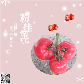 【佳禾农业】粉佳宝九号-番茄种子-粉果
