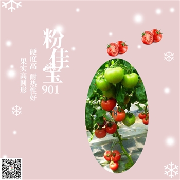 【佳禾农业】粉佳宝901-番茄种子-粉果