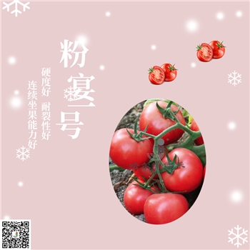 【佳禾农业】粉宴一号-番茄种子