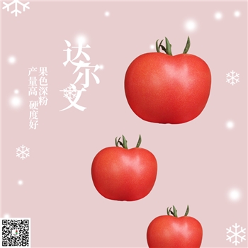 【佳禾农业】达尔文-番茄种子-粉果番茄-中早熟-硬度好