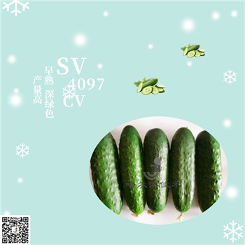 【佳禾农业】SV4097CV-黄瓜种子-早熟高产黄瓜种子-腌渍类型-密刺