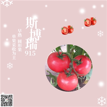 【佳禾农业】斯博瑞915-番茄种子-粉果番茄-早熟