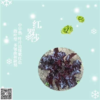 【佳禾农业】红罗莎-生菜种子-红叶生菜、散叶生菜-可食用、可观赏生菜种子