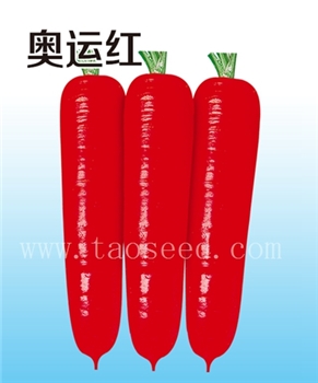 奥运红——胡萝卜种子