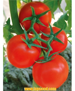 红双囍番茄5g