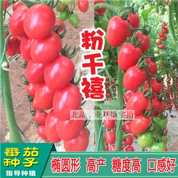 粉千禧，千禧小番茄品种