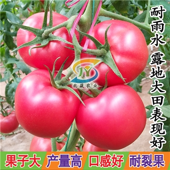 丽莎06，大粉番茄品种