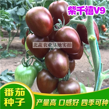 紫千禧V9，千禧小番茄品种
