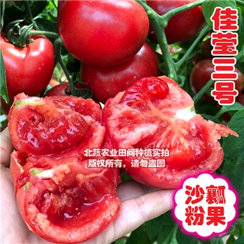佳莹三号，大粉番茄品种