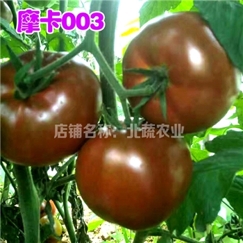 摩卡003，特色番茄品种