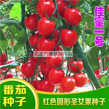 佳蜜一号，樱桃番茄品种