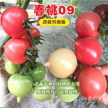春桃09，桃形番茄品种