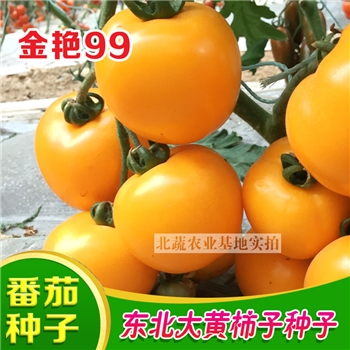 金艳99，大黄番茄品种