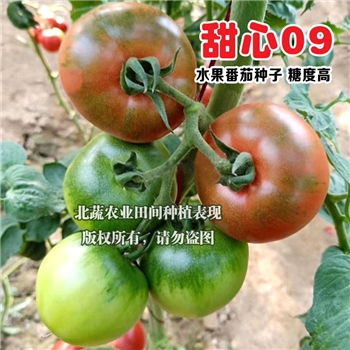 甜心09，草莓番茄品种