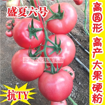 盛夏六号，大粉番茄品种