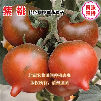 紫桃，桃形番茄品种