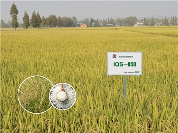 IQS-1158