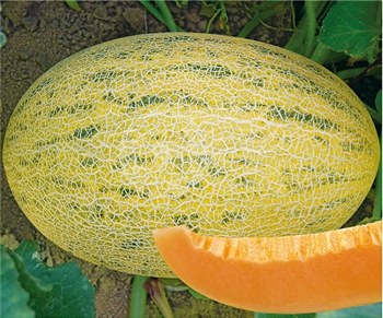 新密25（农甜25号）