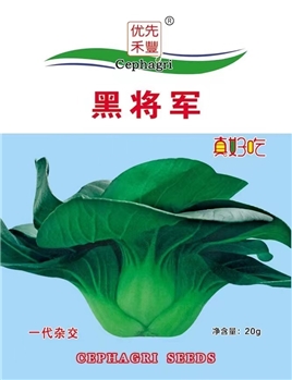 黑将军