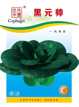 黑元帅
