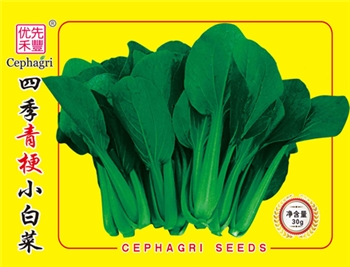四季青梗小白菜