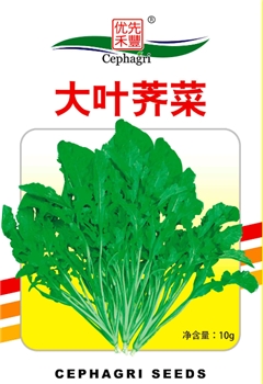 大叶荠菜