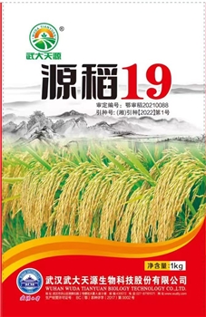 源稻19